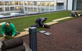 Pre-cultivated rolls of turf are installed on a green roof